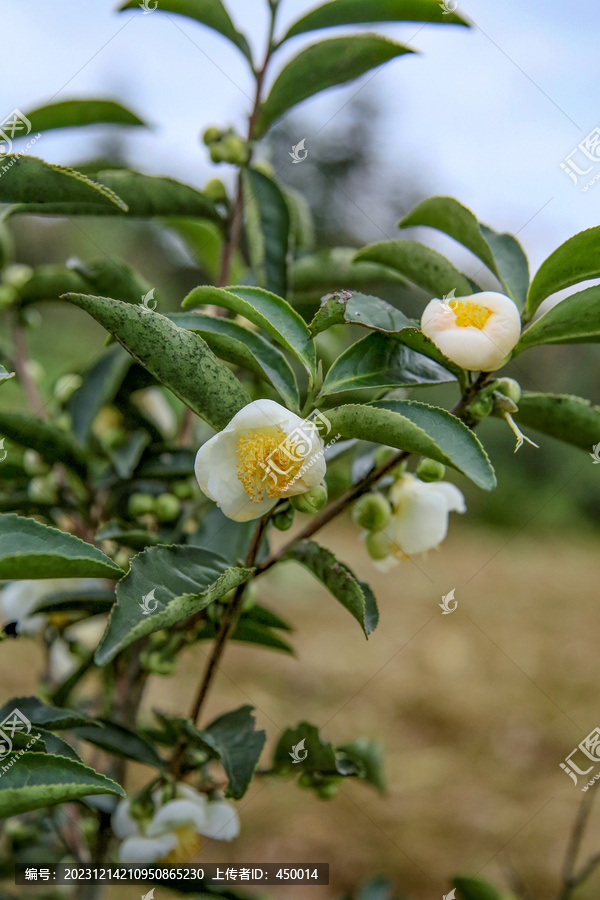 茶花