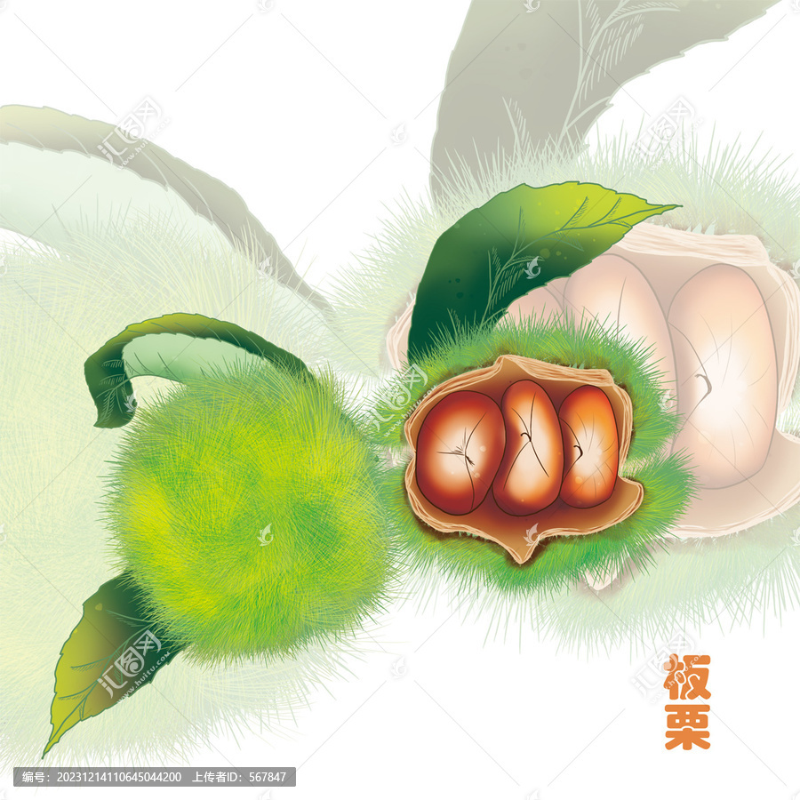 手繪新鮮板栗