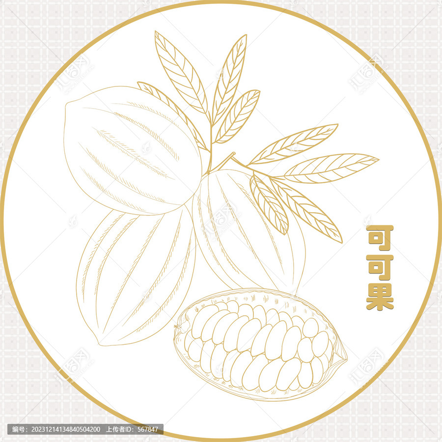 手繪金色可可果線稿