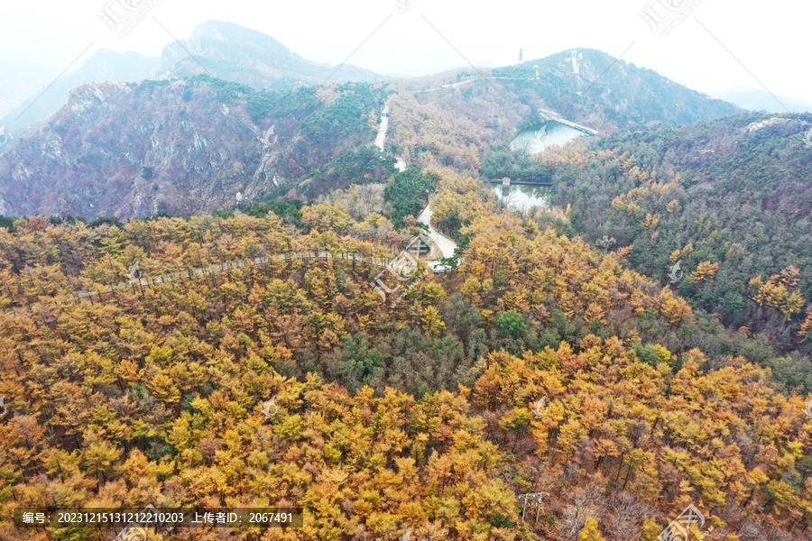 山东临沂龟蒙山落叶松