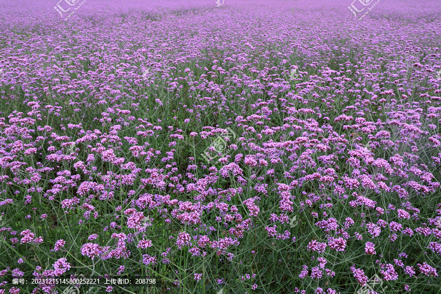 马鞭草花海