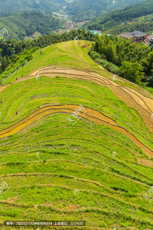 山寨梯田