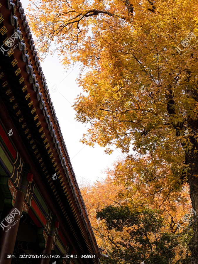 秋天里的寺庙古建筑和金黄的树叶