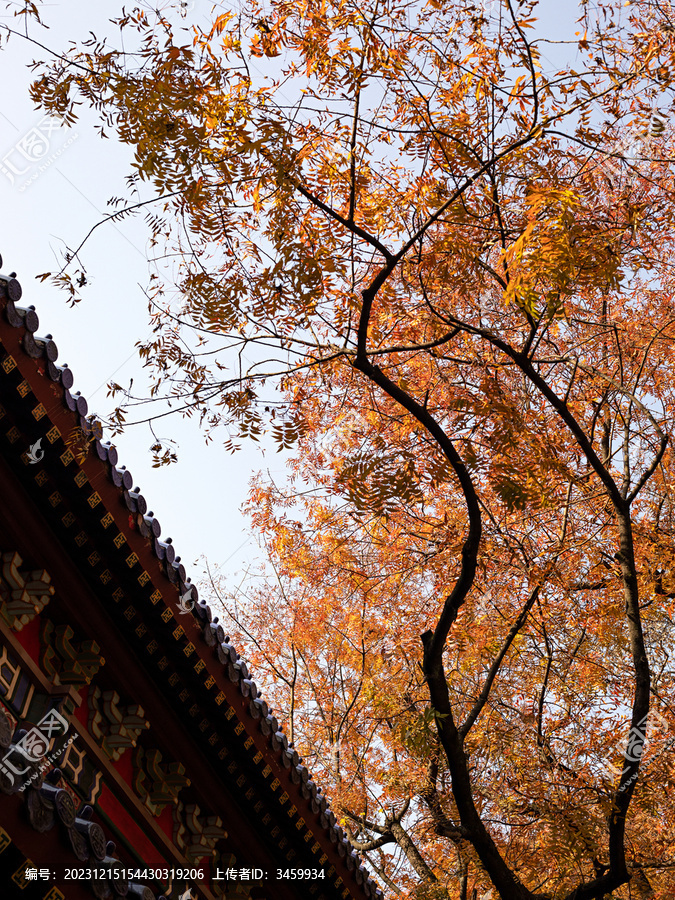 秋天里的寺庙古建筑和金黄的树叶