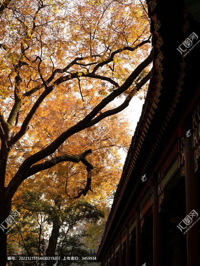 秋天里的寺庙古建筑和金黄的树叶