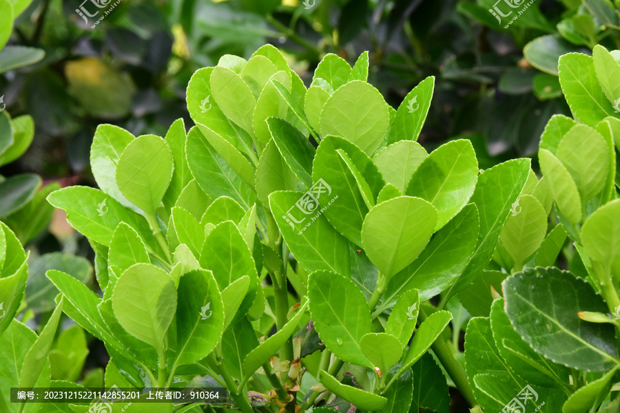 嫩绿的茶叶