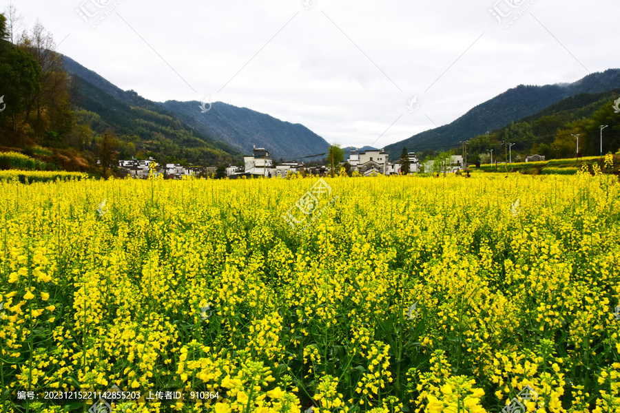 庆源村油菜花田