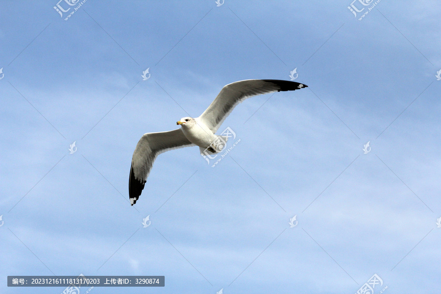 蓝天中自由飞翔的海鸟