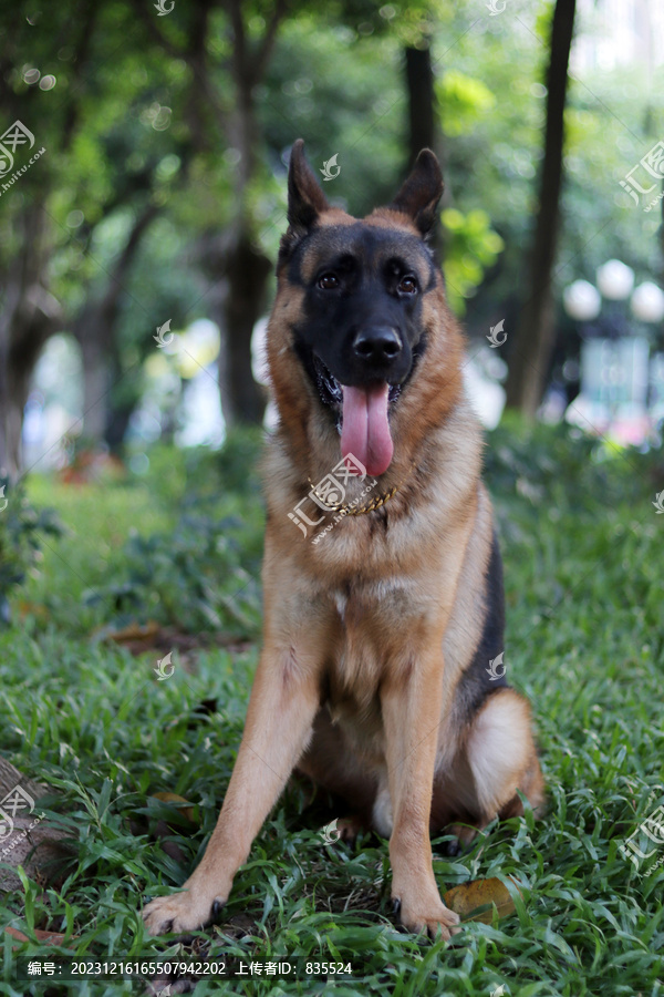 大型狗狗狼犬