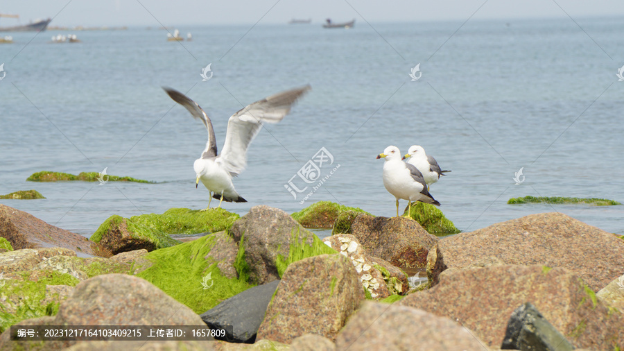 礁石上的海鸥