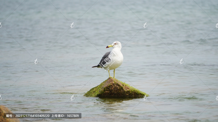 孤独的海鸥