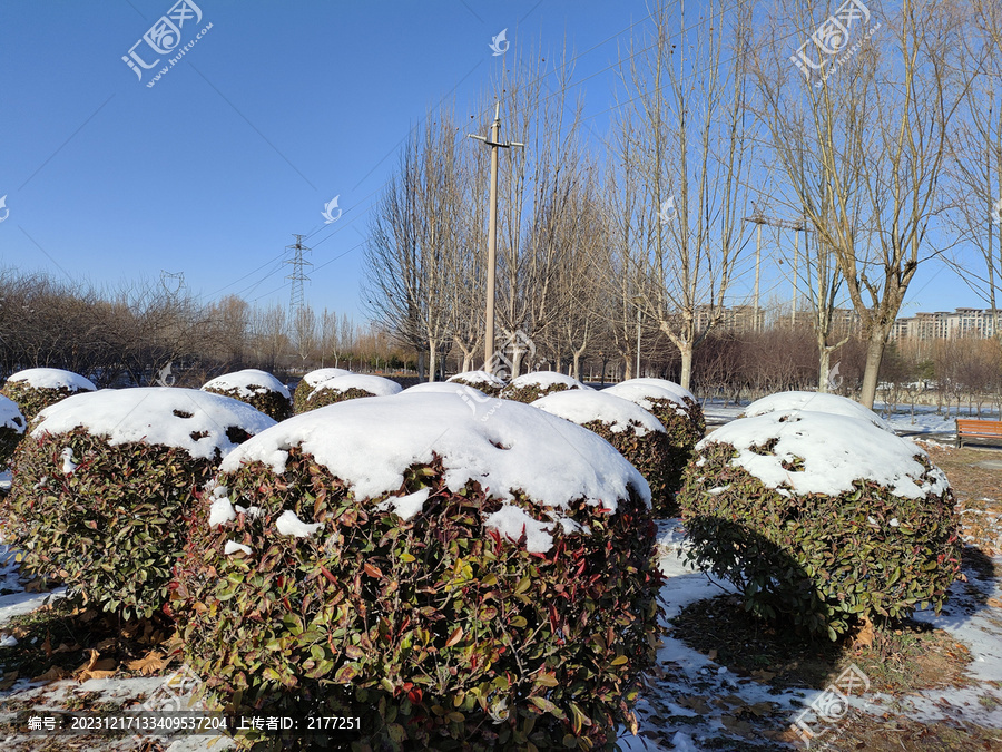 雪中晴