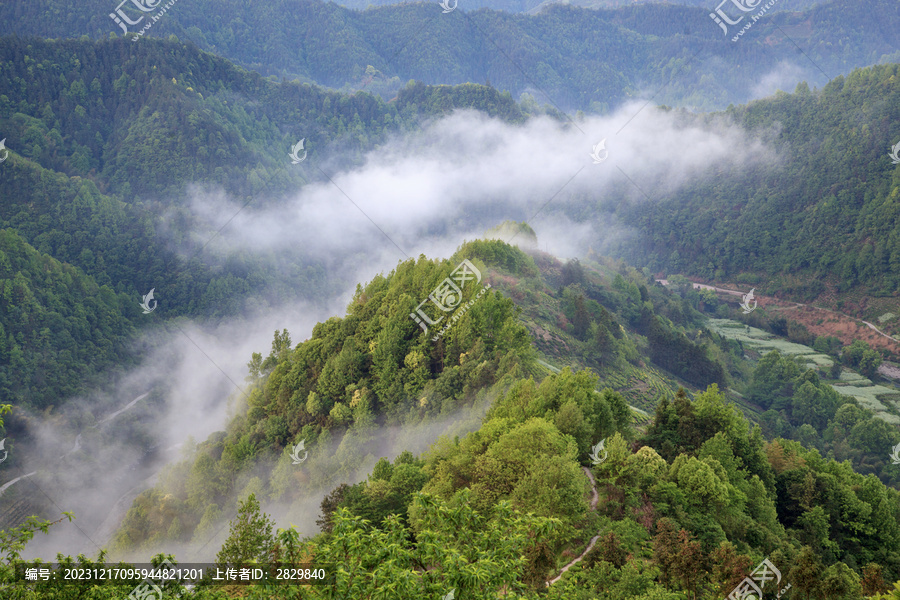 高山云雾