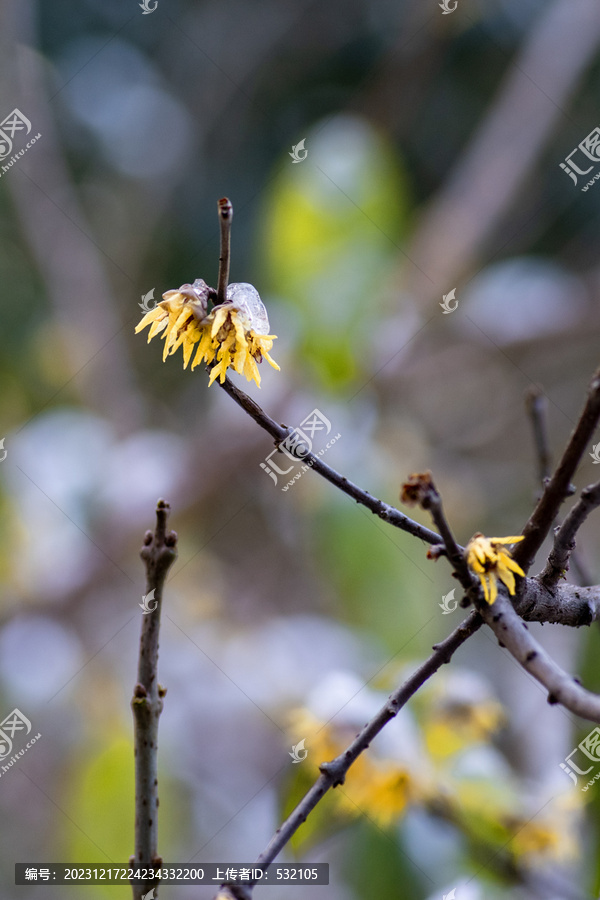 雪中腊梅花