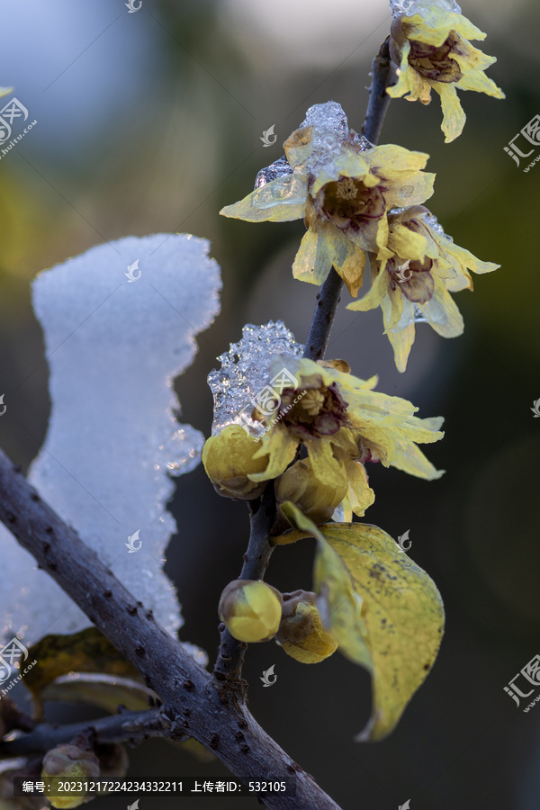 雪中腊梅