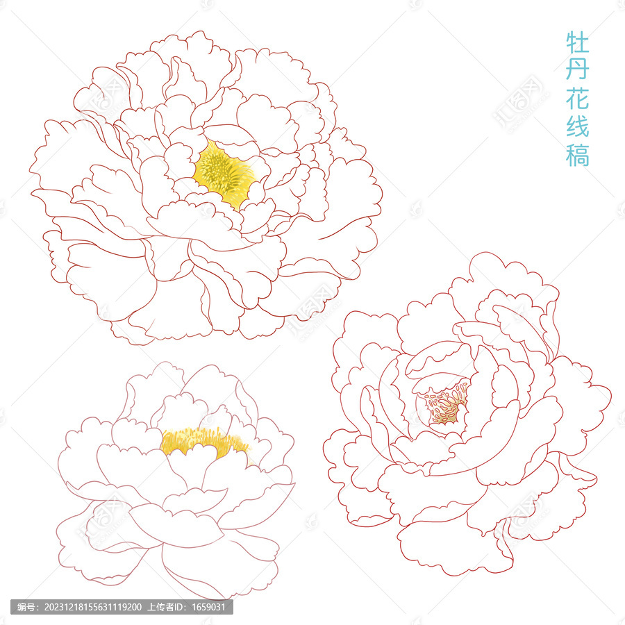 牡丹花描线