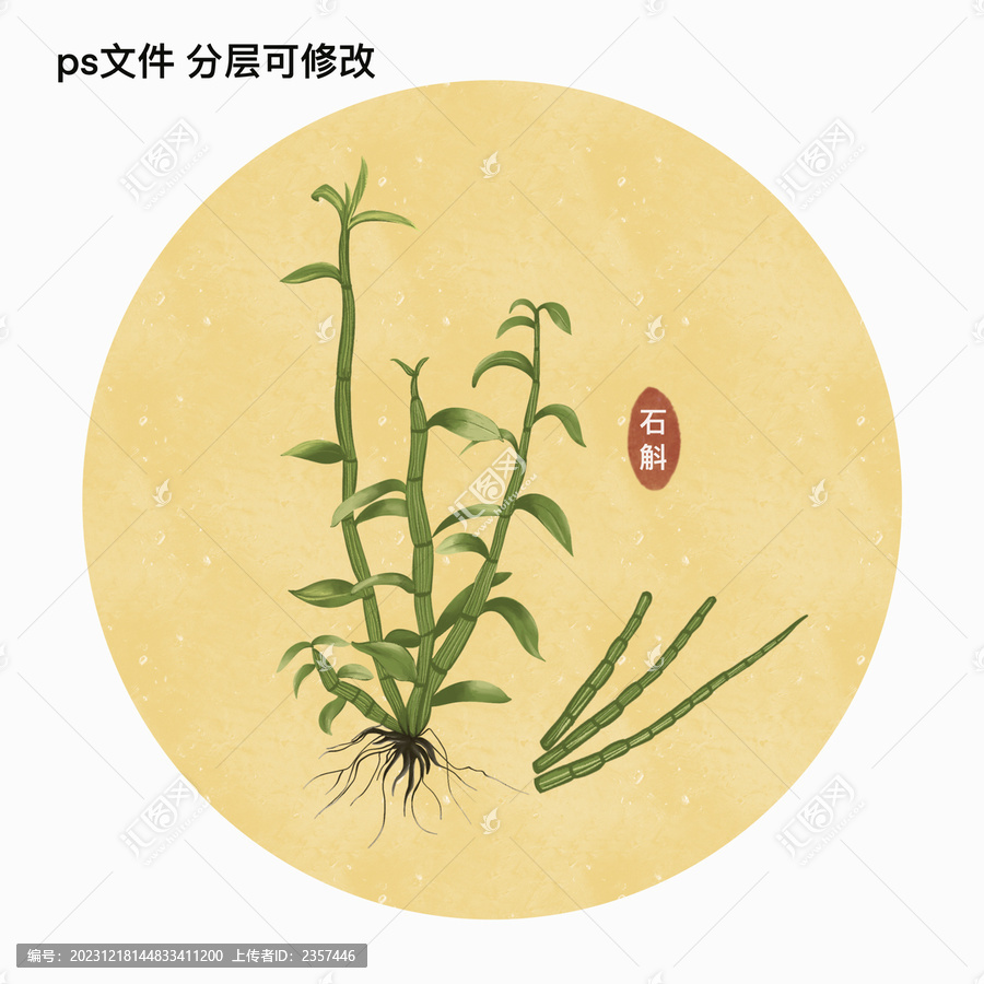草藥插畫之石斛