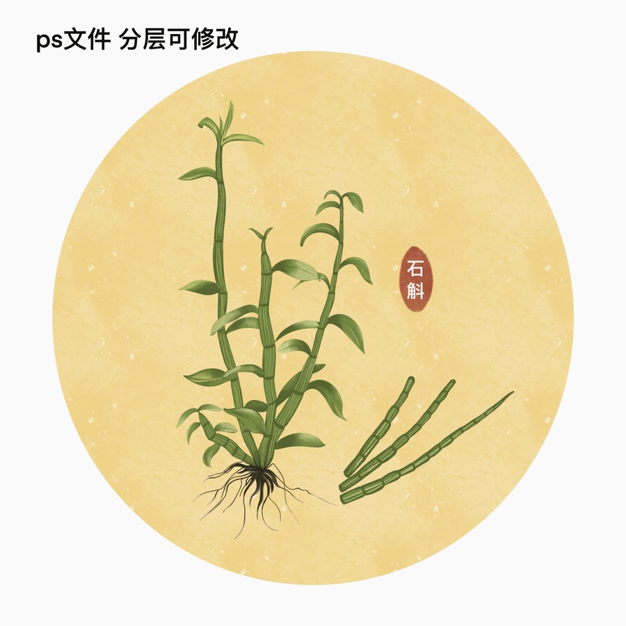 草藥插畫之石斛