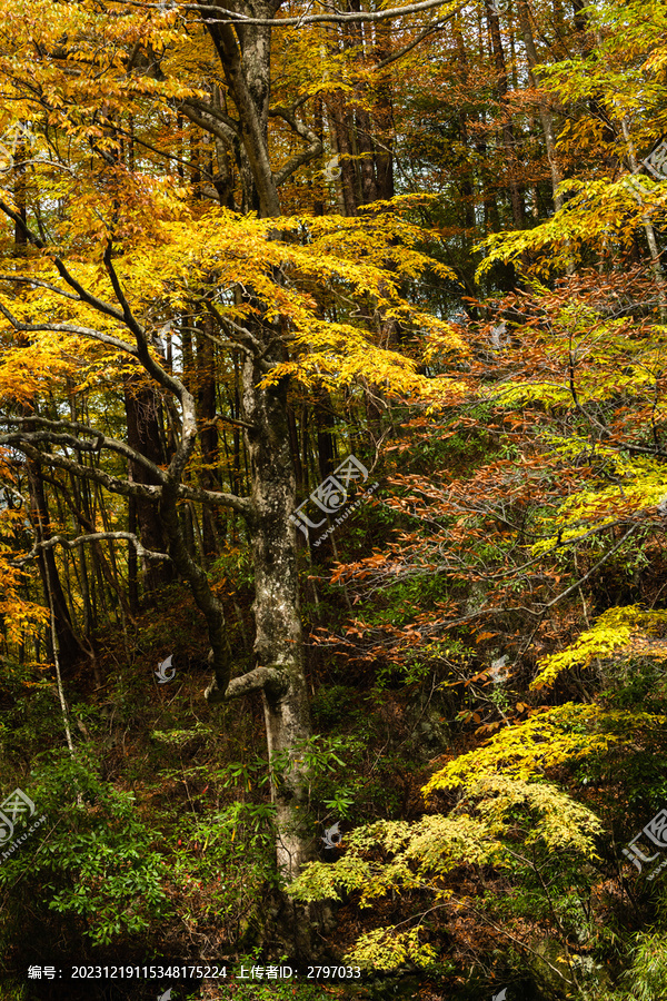 光雾山十八月潭