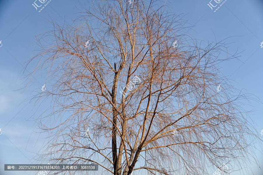 冬天垂柳树枝晴朗天空蓝天白云