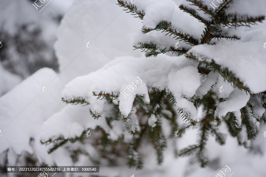 树枝上的积雪