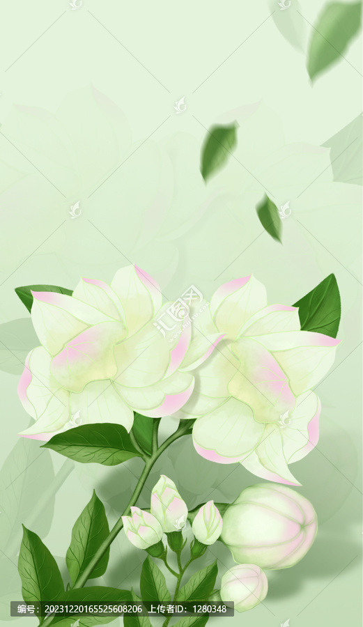 插畫茉莉花