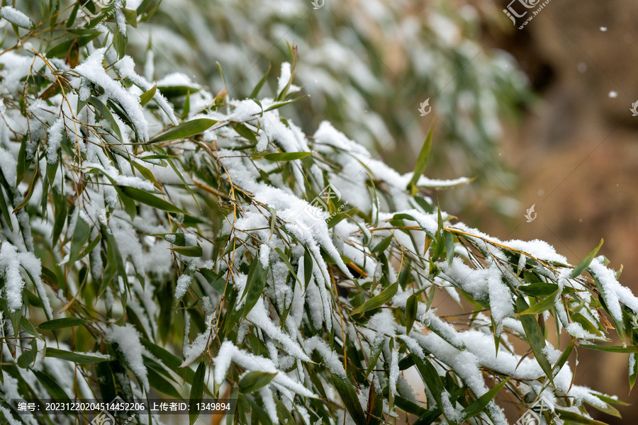 树枝上的雪花