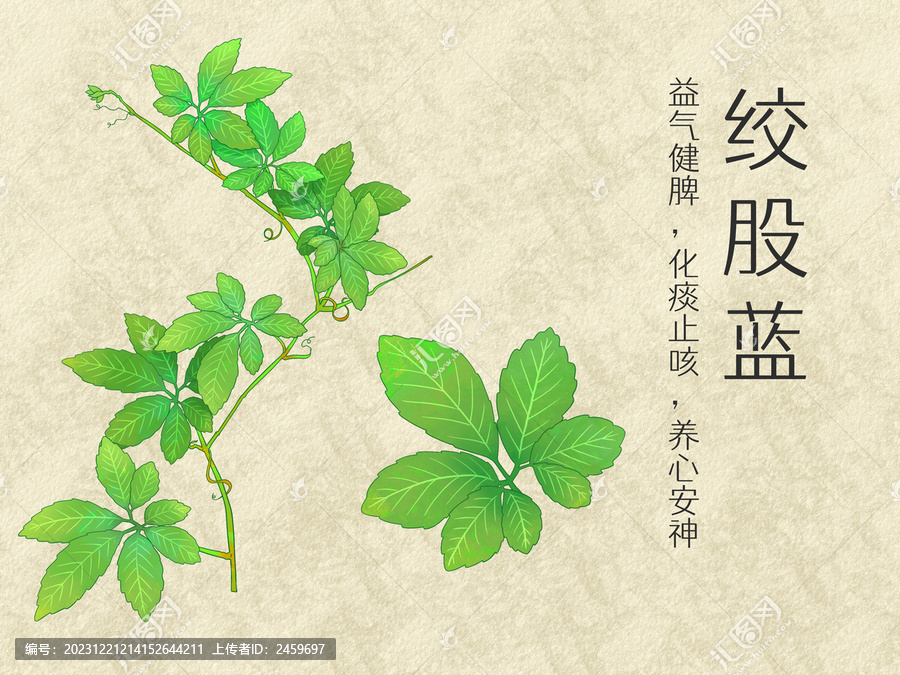 手繪水彩中藥藥材絞股藍插畫