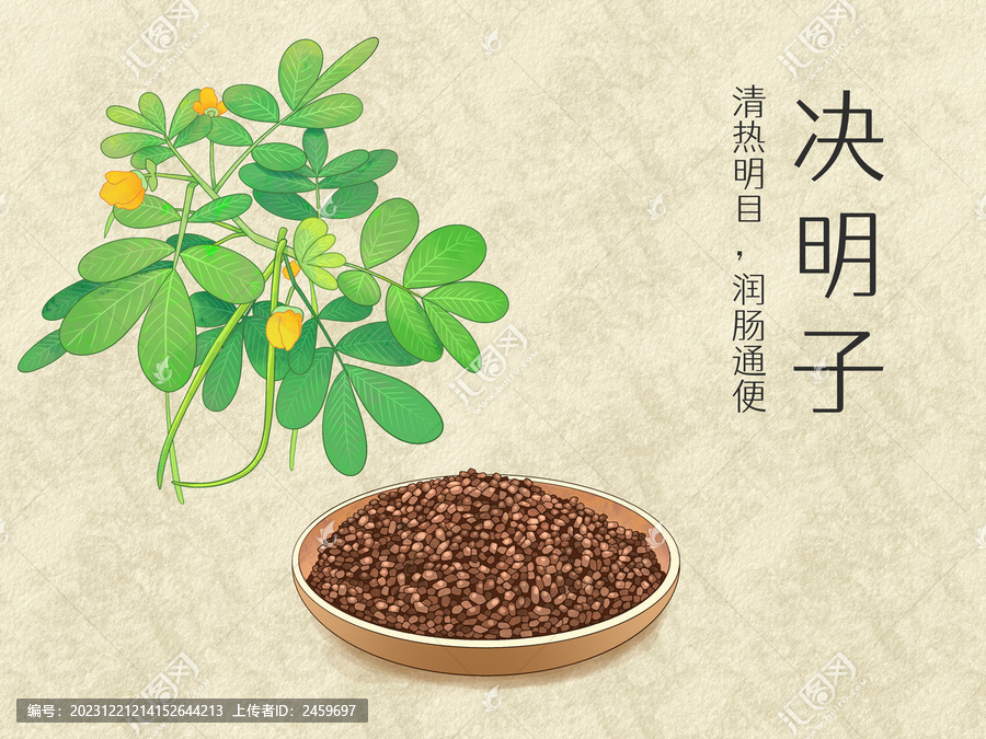 手繪水彩中藥藥材決明子插畫