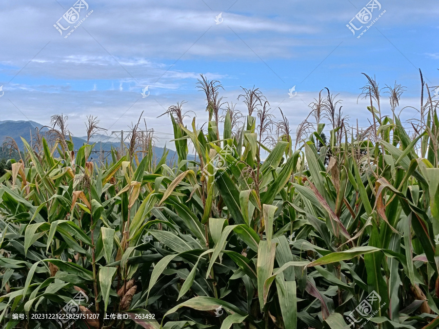 包谷地玉米地