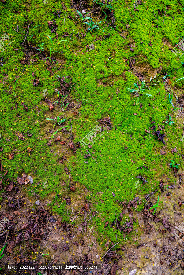 地上的苔藓