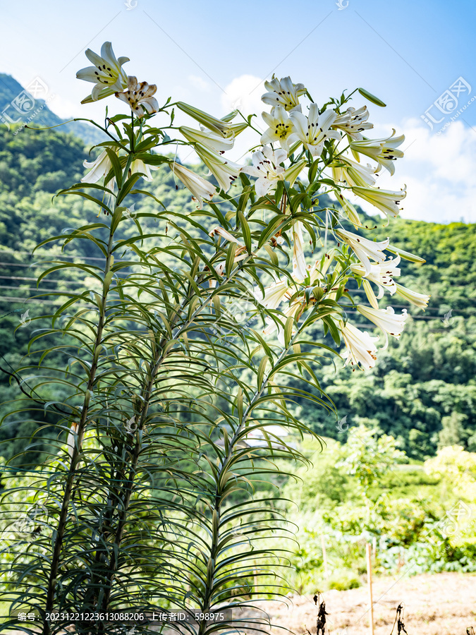 百合花