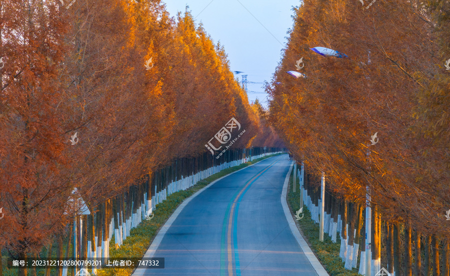 自在大道秋天晨景