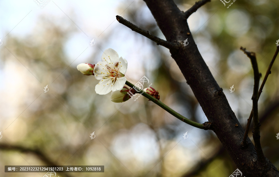 梅花盛开