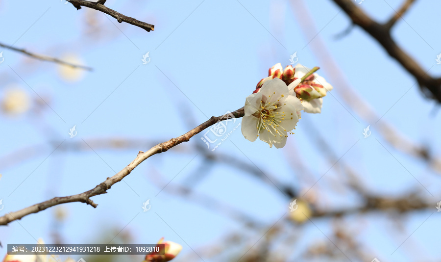 梅花盛开