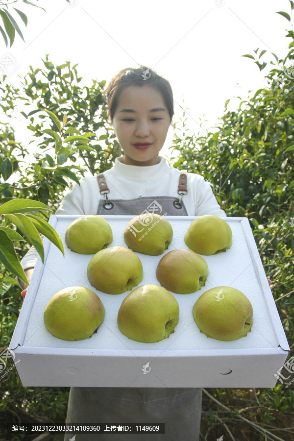 礼盒里的玉露香梨