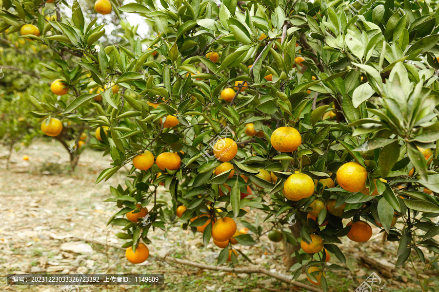 树上的新鲜橘子