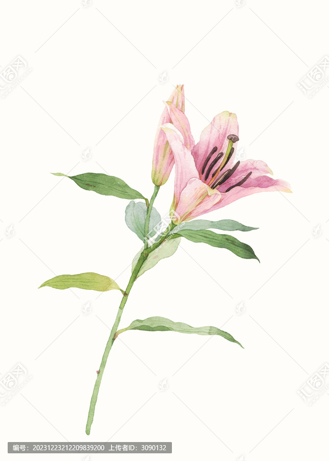 水彩繪畫百合花