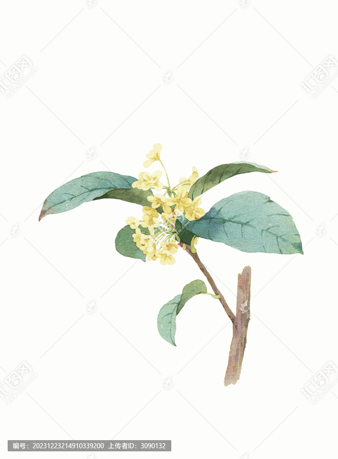 水彩繪畫桂花