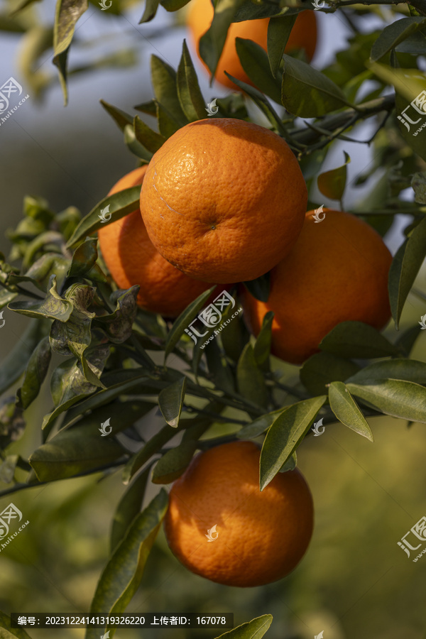 橙色桔子