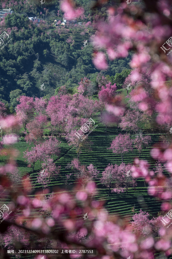 无量山樱花