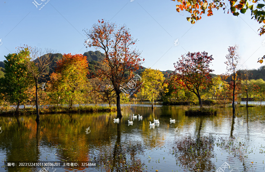 秋季水中红叶树旁的大白鹅