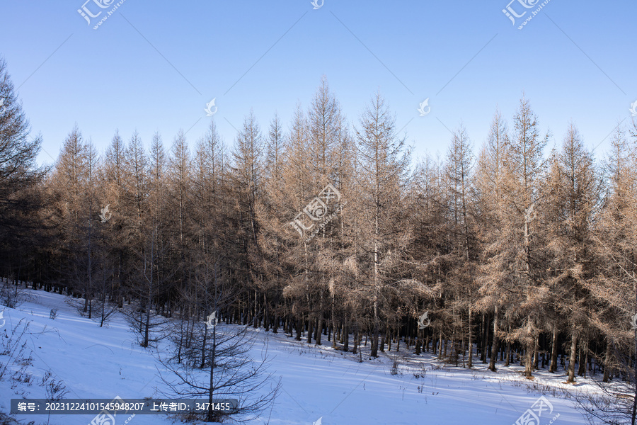 雪景