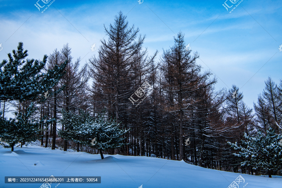 森林雪景