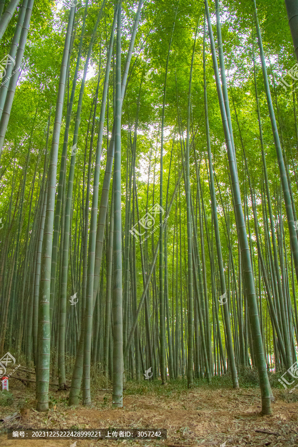 竹林风景