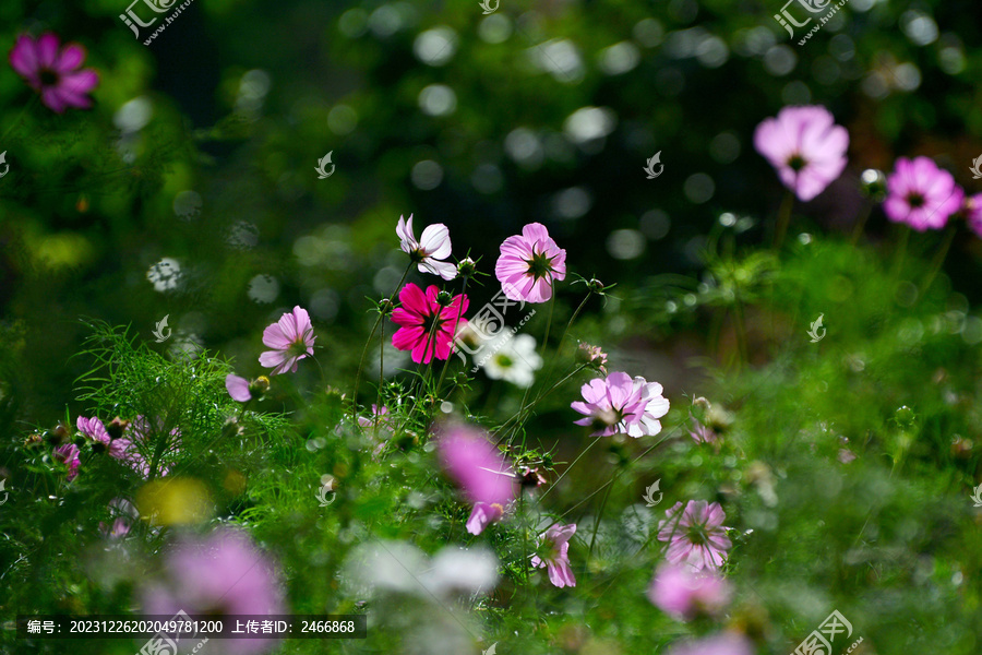 格桑花