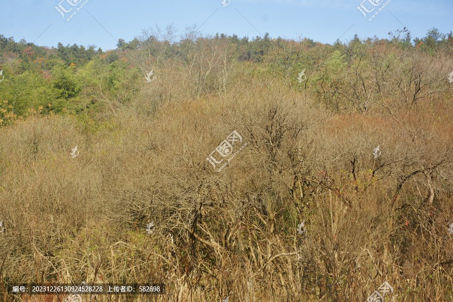 山林背景