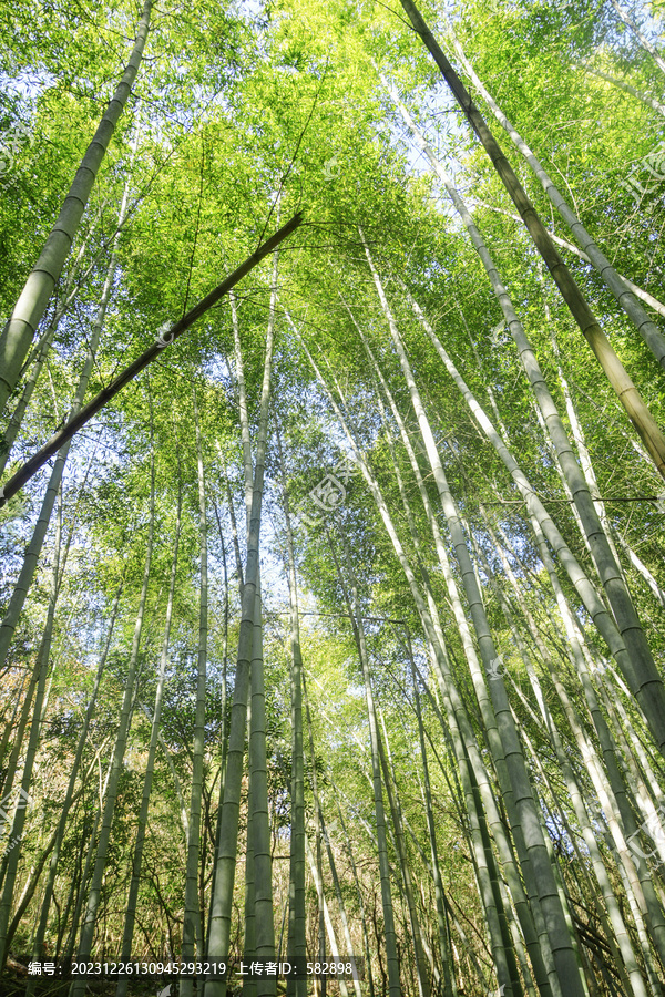 茂密竹林