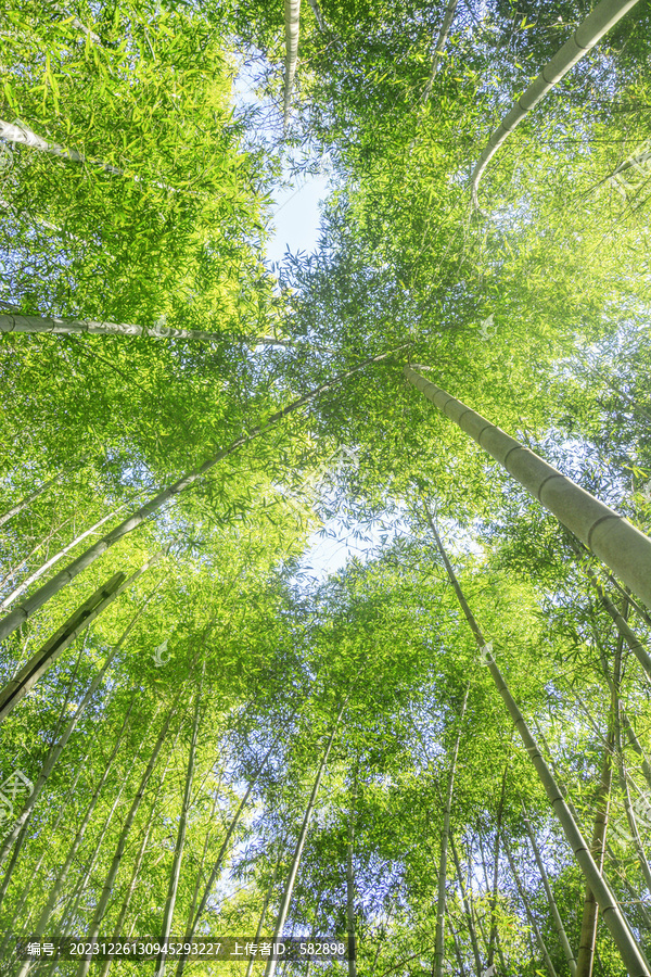 仰拍清新竹林