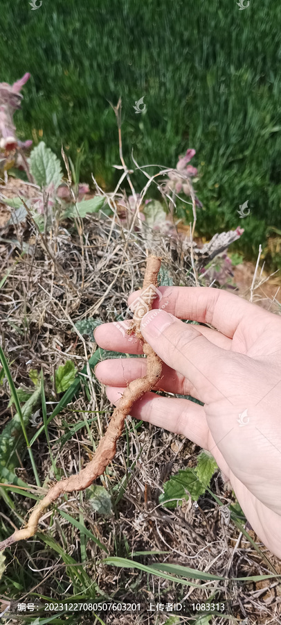 生地黄根茎